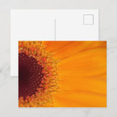 Gerbera Postkarte (Vorne/Hinten)