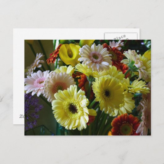 Gerbera Postkarte (Vorne/Hinten)
