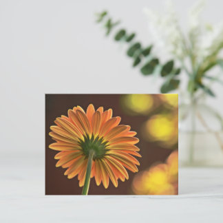 Gerbera Postkarte