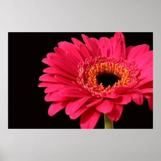 Gerbera Print Poster (Vorne)