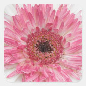Gerbera Rosa Design Quadratischer Aufkleber (Vorderseite)