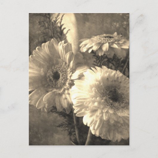 Gerbera und Calla 1 antiquiert Postkarte (Vorderseite)