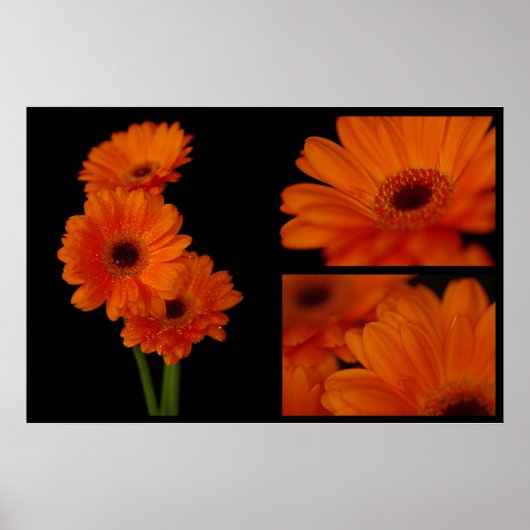 Gerberacollage Poster (Vorne)