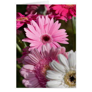 Gerberas Card