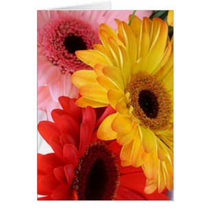 Gerberas Galore