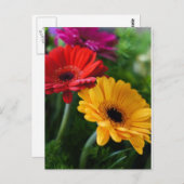 Gerberas Postkarte (Vorne/Hinten)