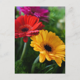 Gerberas Postkarte