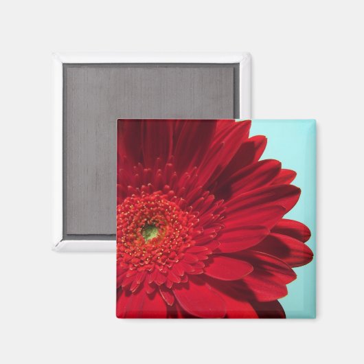 Gerberin Magnet (Vorderseite/Rückseite)