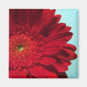 Gerberin Magnet (Vorne)