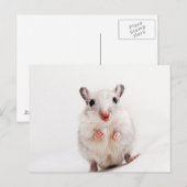 Gerbil Baby Animal Niedlich Pet Gerbils Template Postkarte (Vorne/Hinten)