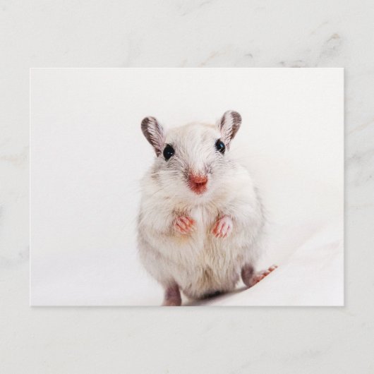 Gerbil Baby Animal Niedlich Pet Gerbils Template Postkarte (Vorderseite)