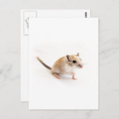 Gerbil Cute Baby Animal Pet Gerbils Template Postkarte (Vorne/Hinten)
