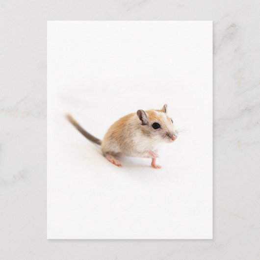 Gerbil Cute Baby Animal Pet Gerbils Template Postkarte (Vorderseite)