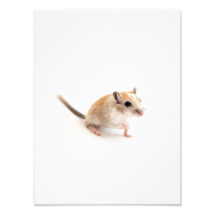 Gerbil Niedlich Baby Animal Pet Gerbils Template Fotodruck