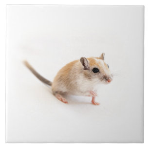 Gerbil Niedlich Baby Pet Gerbils Template Fliese