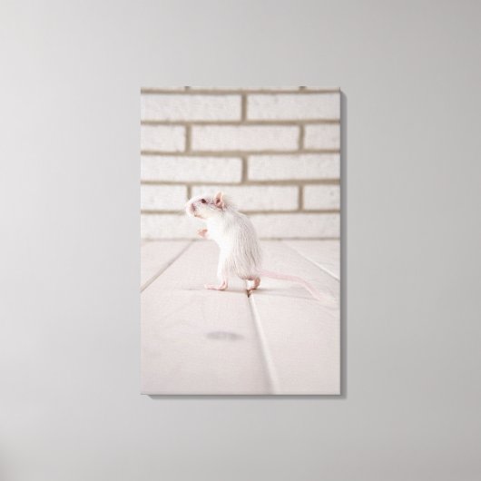 Gerbil stehend leinwanddruck (Vorderseite)