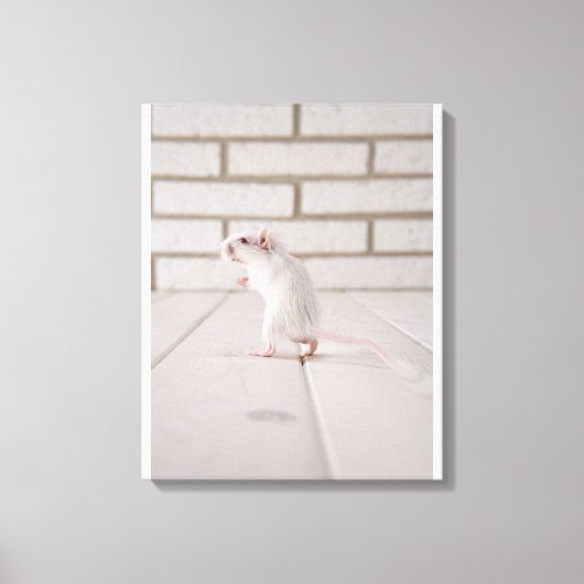 Gerbil stehend leinwanddruck (Vorderseite)