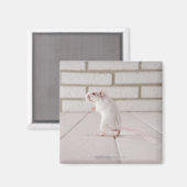 Gerbil stehend magnet (Vorderseite/Rückseite)