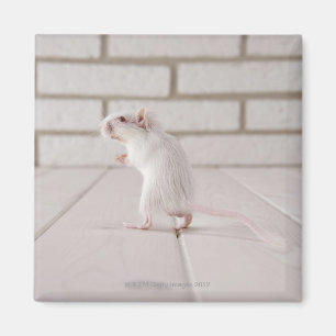 Gerbil stehend magnet