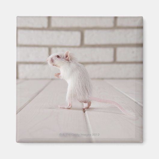 Gerbil stehend magnet (Vorne)