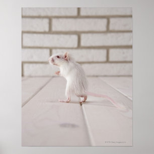 Gerbil stehend poster