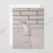 Gerbil stehend postkarte (Vorne/Hinten)