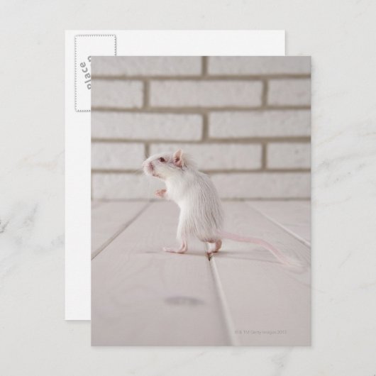 Gerbil stehend postkarte (Vorne/Hinten)