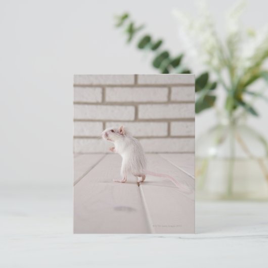 Gerbil stehend postkarte (Stehend Vorderseite)