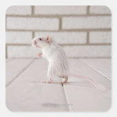Gerbil stehend quadratischer aufkleber (Vorderseite)