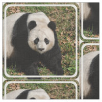 Gereizter Panda-Bär