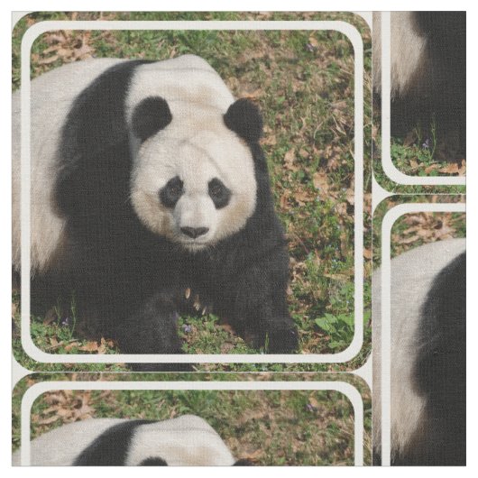 Gereizter Panda-Bär Stoff (Nahaufnahme)