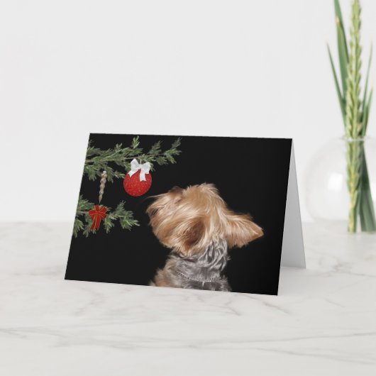 Gereiztes Yorkie Weihnachten (Vorderseite)