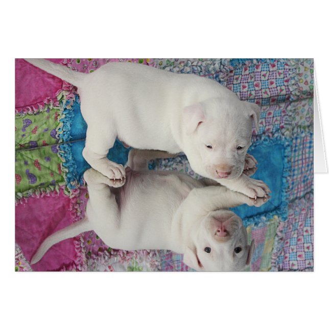 Geretteter 4 Wochen-alter Welpe (Vorderseite (Horizontal))