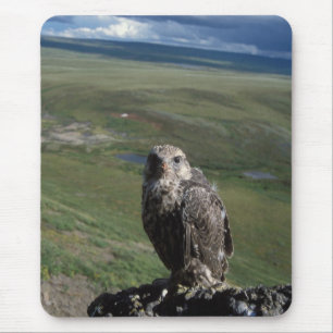 Gerfalke, Falco rusticolus, Jungtier Mousepad
