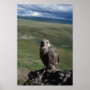 Gerfalke, Falco rusticolus, Jungtier Poster