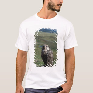 Gerfalke, Falco rusticolus, Jungtier T-Shirt
