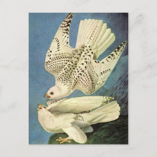 Gerfalke, John James Audubon Postkarte