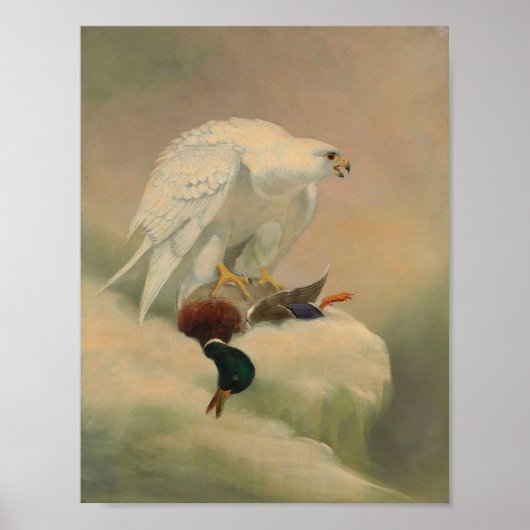 Gerfalke von Joseph Wolf Poster (Vorne)
