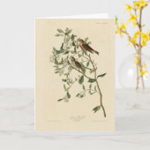 Geringere (gemeinsame) Rote Umfrage, Audubon-Vögel Karte (Gelbe Blume)