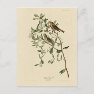 Geringere (gemeinsame) Rote Umfrage, Audubon-Vögel Postkarte
