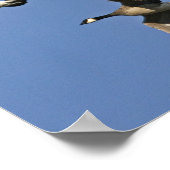 Geringere kanadische Gänse im Flug Poster (Ecke)