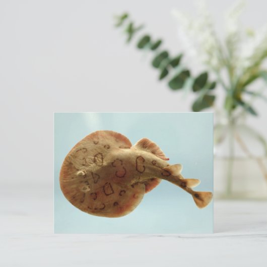 Geringerer elektrischer Ray Postkarte (Stehend Vorderseite)