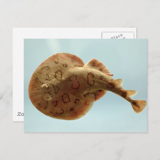 Geringerer elektrischer Ray Postkarte (Vorne/Hinten)