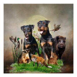 German Hunting Terrier (Jagdterre) Poster