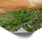 German Kleinspitz Dog Poster (Ecke)