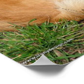 German Kleinspitz Dog Poster (Ecke)