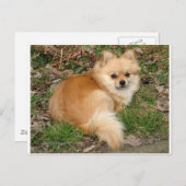 German Kleinspitz Dog Postkarte (Vorne/Hinten)