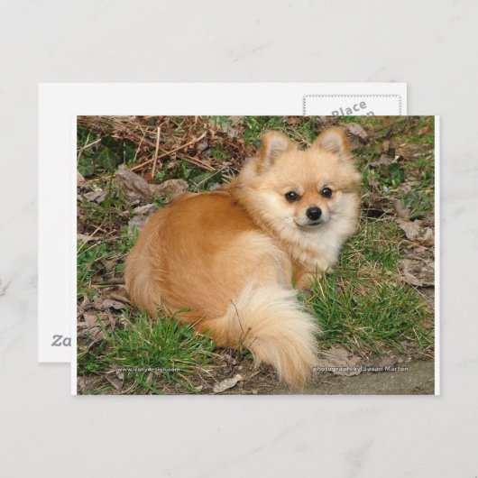 German Kleinspitz Dog Postkarte (Vorne/Hinten)