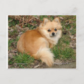 German Kleinspitz Dog Postkarte (Vorderseite)