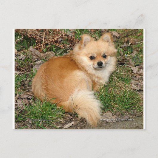 German Kleinspitz Dog Postkarte (Vorderseite)